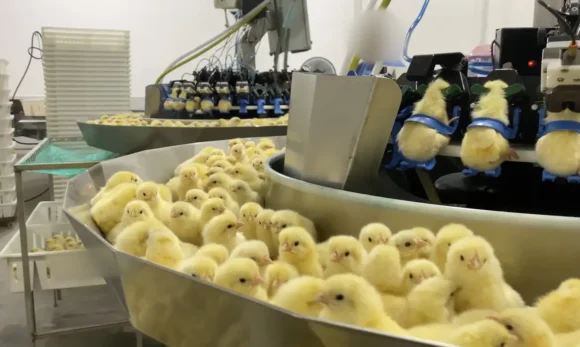 Investigação denuncia trituração de pintinhos machos na indústria de ovos