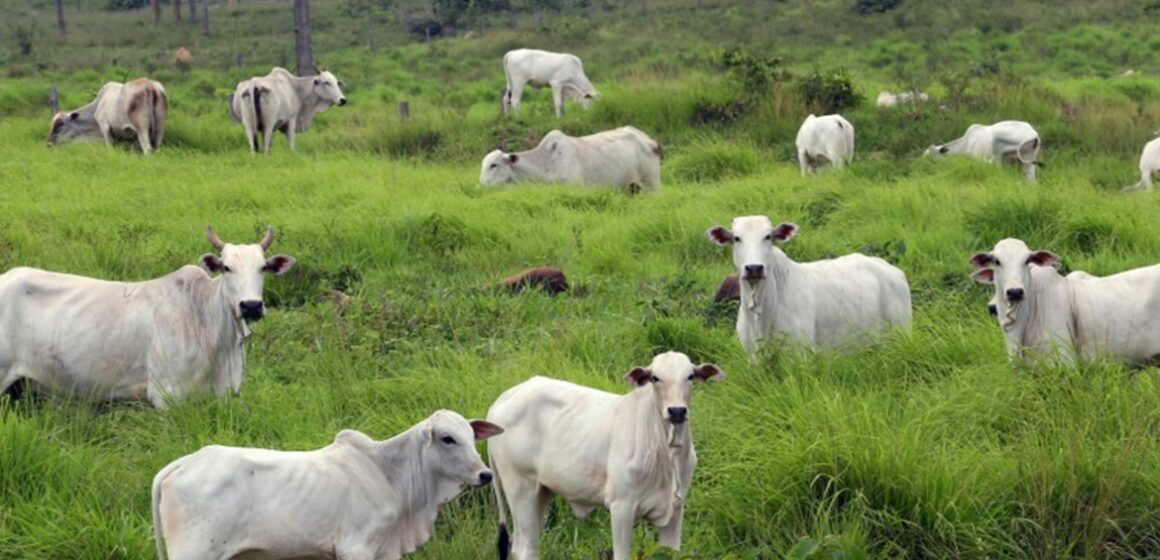 Marabá tem segundo maior rebanho bovino do Pará e está entre os cinco maiores do Brasil