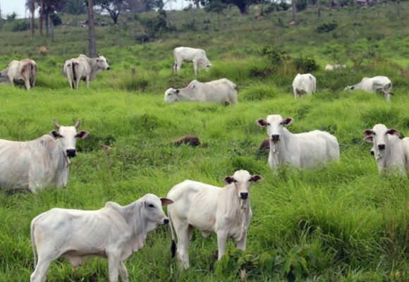 Marabá tem segundo maior rebanho bovino do Pará e está entre os cinco maiores do Brasil