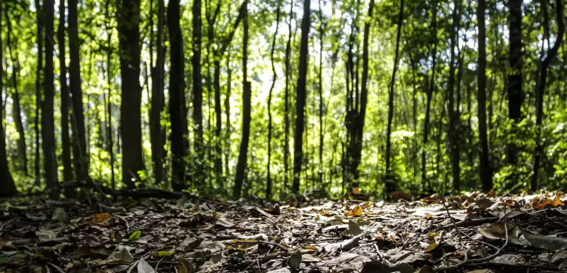 Produção florestal do Brasil bate recorde de R$ 47,9 bilhões em 2025