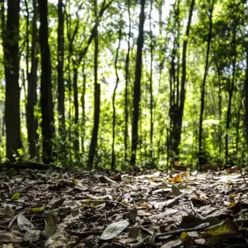 Produção florestal do Brasil bate recorde de R$ 47,9 bilhões em 2025