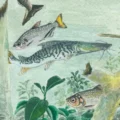 Amazônia abriga mais de 2,7 mil espécies de peixes, 15% do total mundial, aponta relatório da TNC