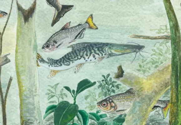 Amazônia abriga mais de 2,7 mil espécies de peixes, 15% do total mundial, aponta relatório da TNC
