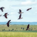 Proteção da biodiversidade exige mais US$ 1,3 trilhão por ano