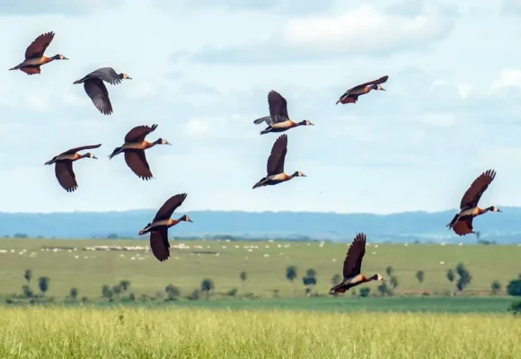 Proteção da biodiversidade exige mais US$ 1,3 trilhão por ano