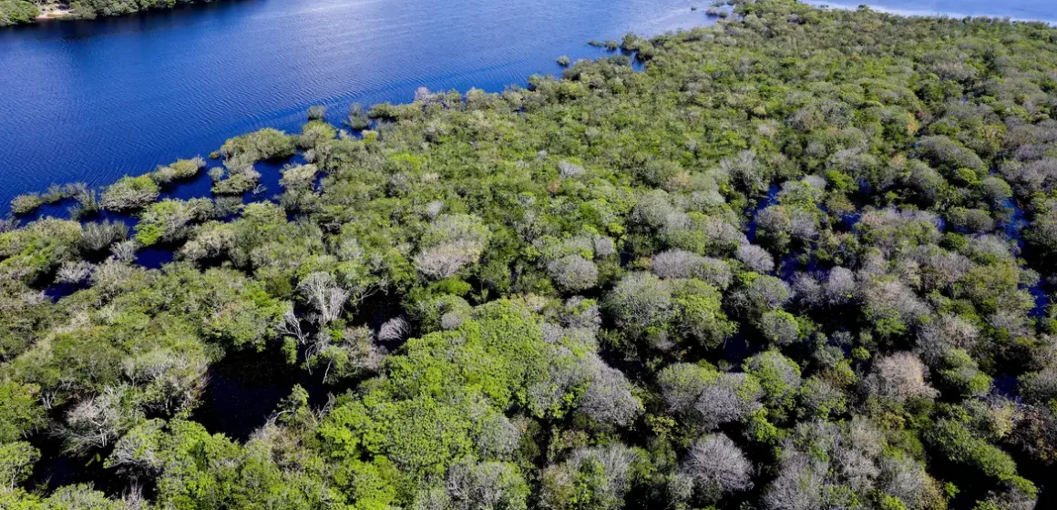 Reino Unido anuncia empréstimo de 400 milhões de libras para fundo de florestas tropicais
