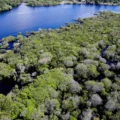 Reino Unido anuncia empréstimo de 400 milhões de libras para fundo de florestas tropicais