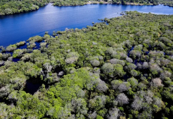 pzzb8210 Reino Unido anuncia empréstimo de 400 milhões de libras para fundo de florestas tropicais