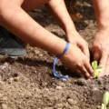 Entidades pedem apoio de candidatos em defesa da agroecologia