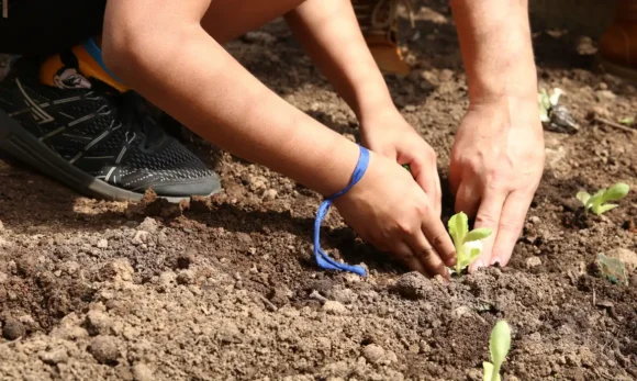 Entidades pedem apoio de candidatos em defesa da agroecologia