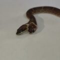 Cobra de duas cabeças é resgatada e surpreende moradores na Índia