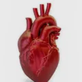 A cada 72 segundos, uma pessoa morre por doença cardiovascular no Brasil; óbitos chegam a 318.945 em 2026