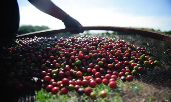 Exportações de café crescem e movimentam setor de cafeterias
