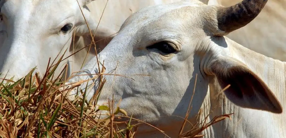Carne brasileira vai pagar tarifa de 67% para entrar na China