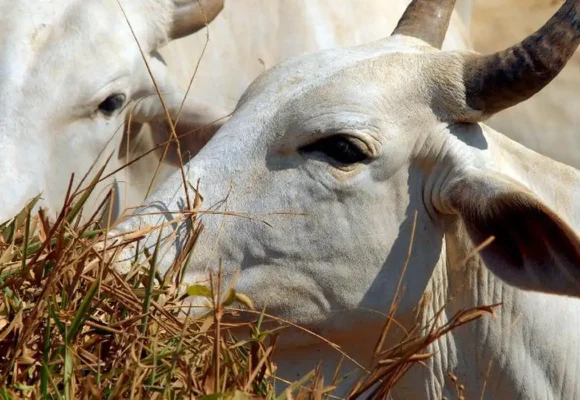 Carne brasileira vai pagar tarifa de 67% para entrar na China
