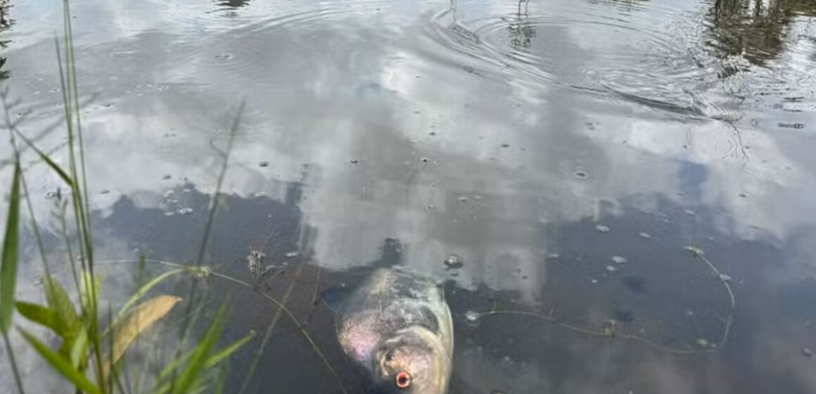 Morte de peixes em igarapé do Parque do Utinga pode estar relacionada ao calor