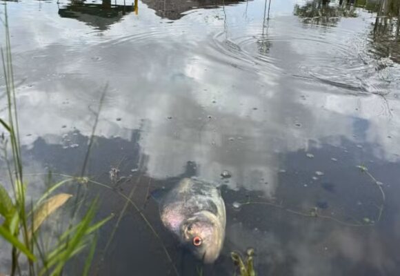 Morte de peixes em igarapé do Parque do Utinga pode estar relacionada ao calor
